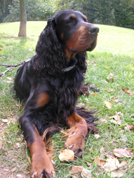 Godric Grifondoro