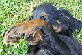 Fleurchen_1_f