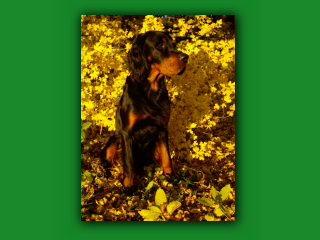 YukonHerbst6996.jpg